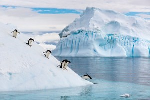 Pingüinos