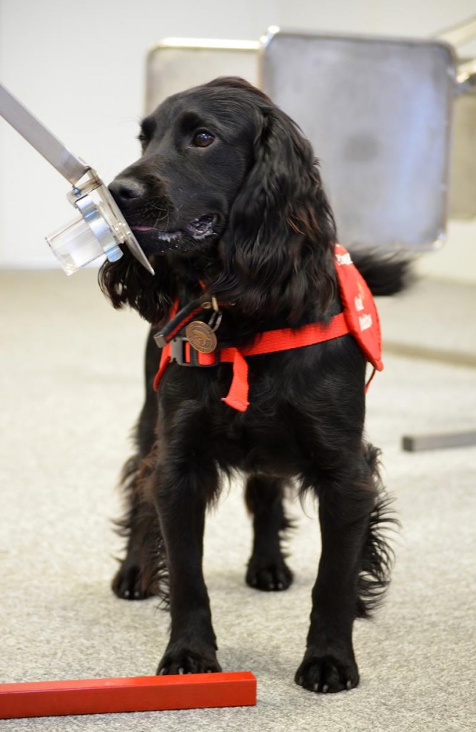 Medical detention dog