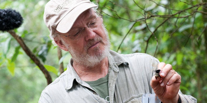 El Dr. David W. Roubik, especialista en abejas y polinización e investigador del Smithsonian Tropical Research Institute (STRI), lleva más de 30 años estudiando las abejas en nuestro país.