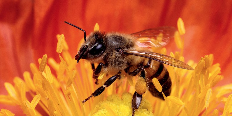 Abeja africana recolectando polen. Según las investigaciones realizadas, este tipo de abeja no ha afectado negativamente a las cerca de 700 especies nativas que existen en Panamá.