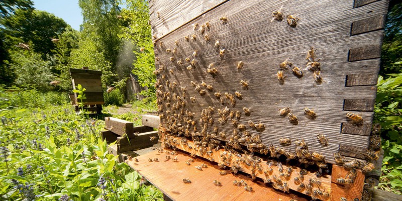 El descenso en las poblaciones de abejas ha hecho que científicos y grupos de conservación recurran al establecimiento de criaderos de insectos, granjas de abejas adaptadas para su coexistencia e incluso a la utilización de una abeja polinizadora que puede vivir en cajas y ser trasladada de un lugar a otro.