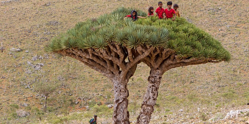 La isla de Socotra