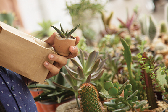 Los cactus y otras plantas desérticas se han vuelto muy populares en los mercaditos. Hay coleccionistas que las llegan a buscar porque les fascina ese hobbie. 