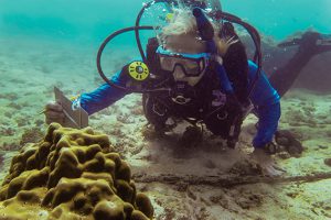 Peggy Fong, ecóloga de comunidades y ecosistemas marinos en UCLA, examina una colonia de Porites lobata en el archipiélago de Las Perlas.