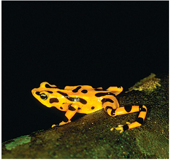 El Centro de Conservación de Anfibios de El Valle es el único lugar en Panamá donde todavía pueden apreciarse algunos ejemplares de la rana dorada en cautiverio.