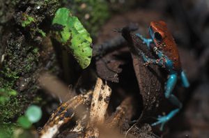 La rana roja es el nombre común para estos individuos de diferente patrón de color cuya especie, Oophaga pumilio, se puede encontrar en Bocas del Toro.
