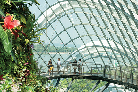 En la exhibición del Bosque Nublado hay caminos diseñados en forma circular alrededor del tronco central de este enorme espacio, donde se pueden apreciar hermosos jardines y magníficos árboles, todo bajo una enorme cúpula de vidrio.